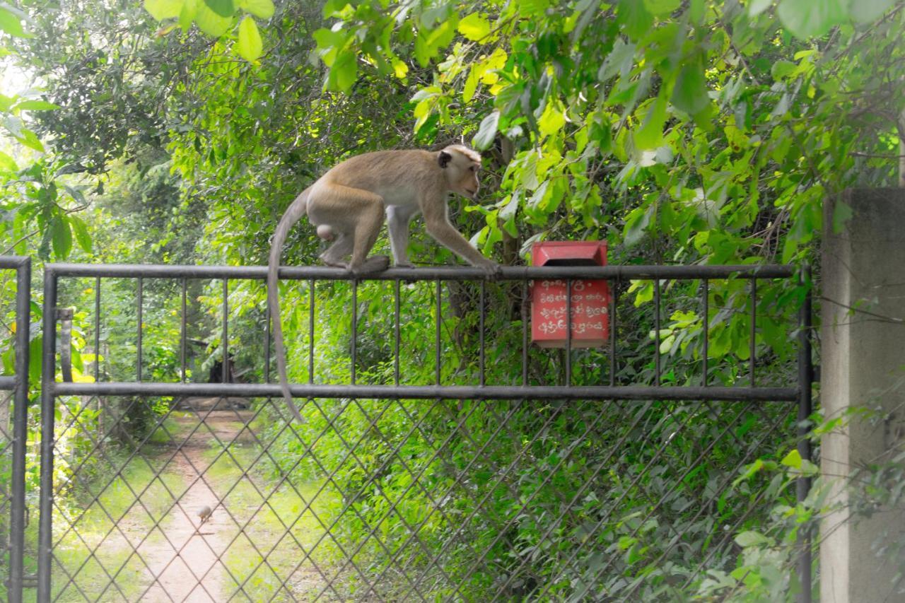 Green Cottage Anuradhapura Ngoại thất bức ảnh